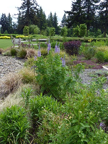 raingarden vegetated bioswale